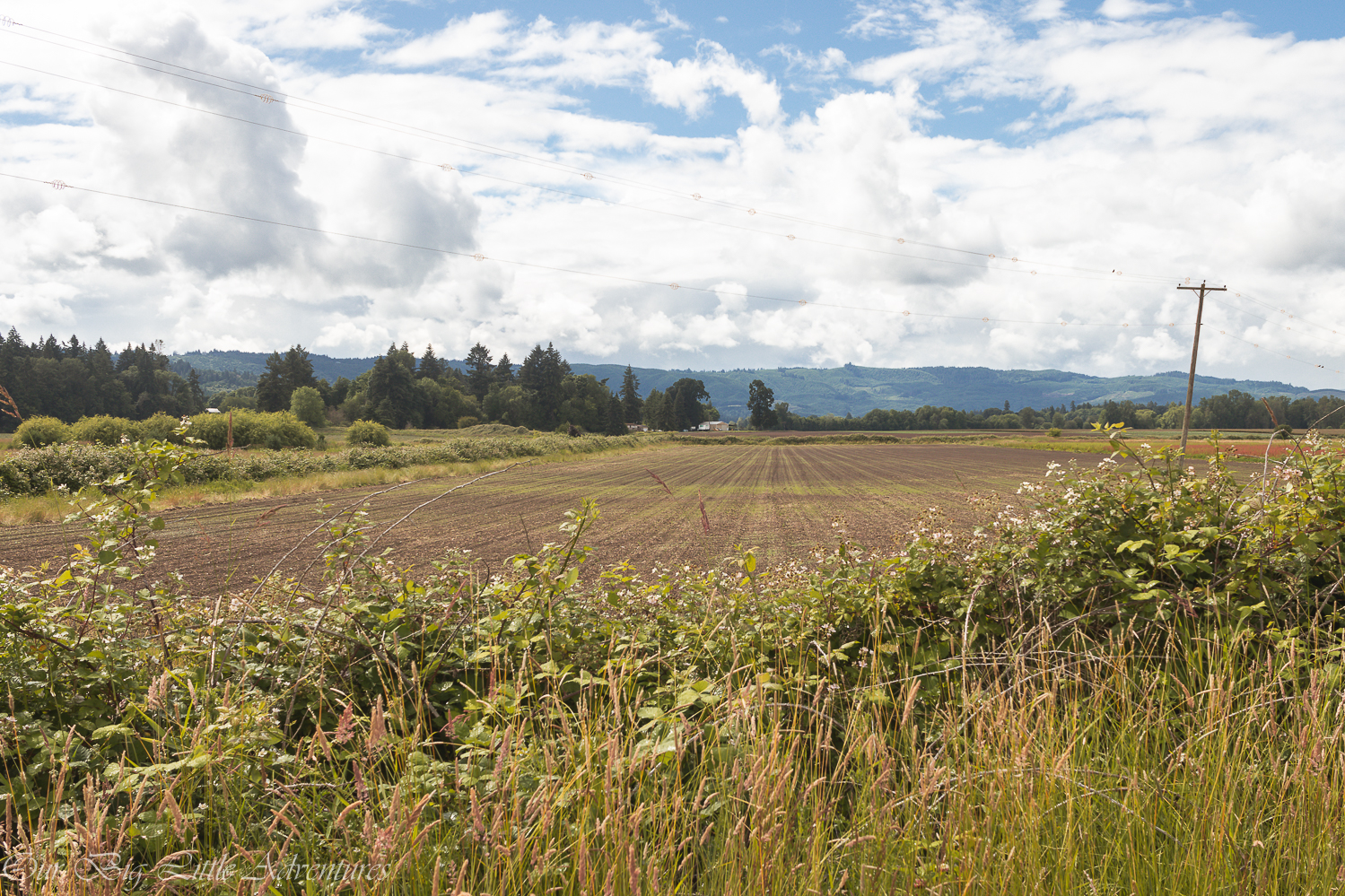 Berry picking at Bella Organic Farm Our Big Little Adventures