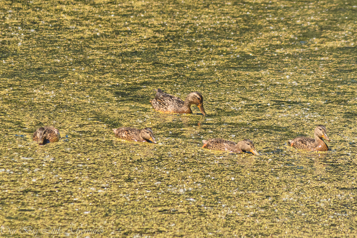 Smith And Bybee Wetlands Natural Area - Our Big Little Adventures