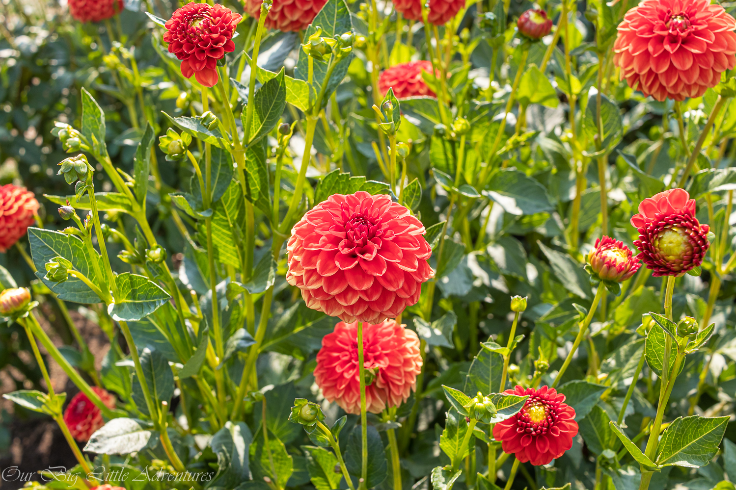 Swan Island Dahlias Farm Our Big Little Adventures